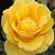 Jaune - Rosiers floribunda - Goldbeet